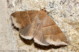 Maple Looper Moth
