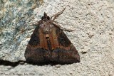 Moth sp.