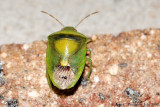 Stinkbug