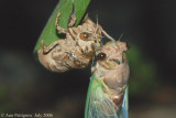 Cicada - Newly Emerged