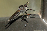 Robber Fly