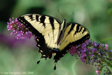 Eastern Tiger Swallowtail