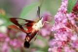 Hummingbird Clearwing