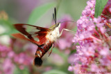 Hummingbird Clearwing