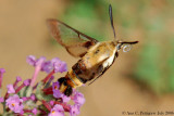 Snowberry Clearwing