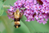 Snowberry Clearwing