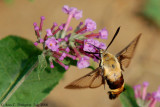 Snowberry Clearwing