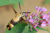 Snowberry Clearwing