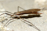 Crane Fly sp.