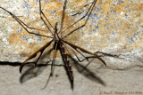 Giant Eastern Crane Fly
