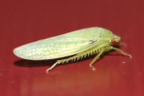 Leafhopper  (Gyponana sp.)
