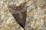 Moth sp.