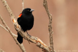 Red-winged Blackbird