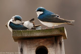 Tree Swallows