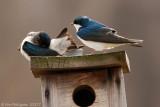 Tree Swallows