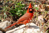 Northern Cardinal