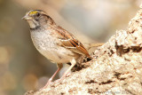 White-throated Sparrow