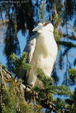 Black-crowned Night-heron