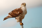 Ferruginous Hawk