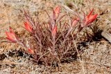 New Mexico Wildflower