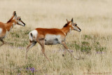 Pronghorn in Motion