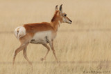 Pronghorn