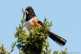 Spotted Towhee