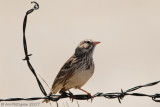 Vesper Sparrow