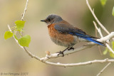 Western Bluebird