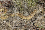 Bull Snake