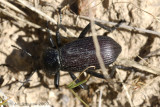 Ground Beetle sp.
