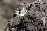 Lichen on Lava Rock