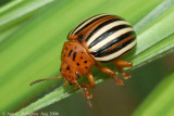 False Potato Beetle