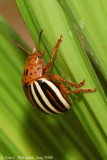 False Potato Beetle