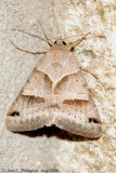 Forage Looper Moth