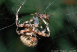Furrow Spider