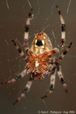 Furrow Spider