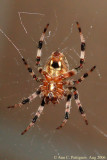 Furrow Spider