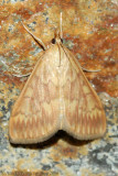 Moth sp.