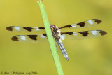 Twelve-spotted Dragonfly