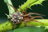 Wolf Spider with Hatchlings