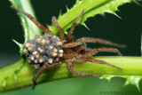 Wolf Spider with Hatchlings