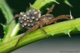 Wolf Spider with Hatchlings