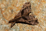 Faint-spotted Palthis Moth