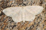 Moth sp.