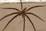 Nursery Web Spider