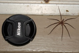 Nursery Web Spider