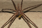 Nursery Web Spider with Prey
