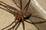 Nursery Web Spider