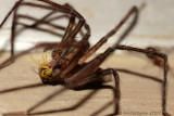 Nursery Web Spider with Prey